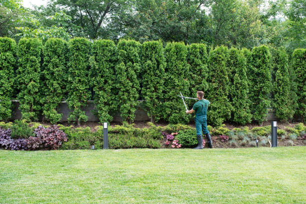 Best Hedge Trimming  in West Reading, PA